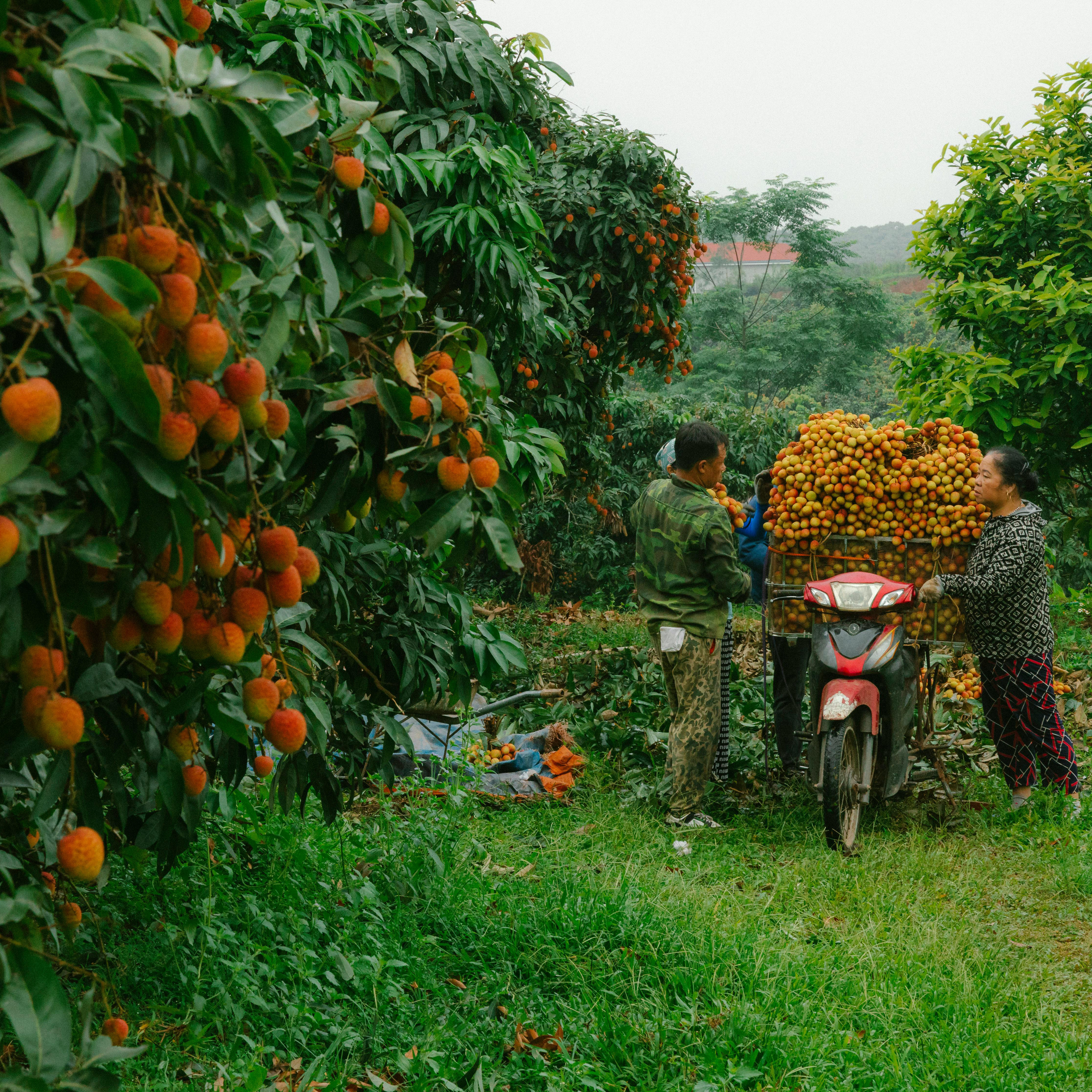 Seasonal Fruits Work